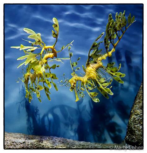 Leafy Sea Dragons and Shadows | Marty Cohen Photography