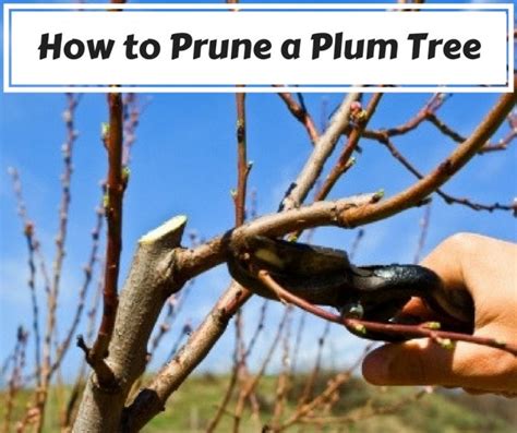 How to Prune a Plum Tree Properly | Decor Or Design