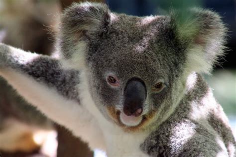 Koala conservation builds momentum in regional Queensland - NRM Regions ...