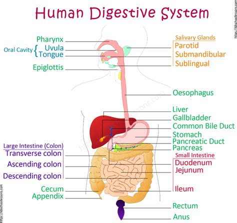 Labelled Diagram Of Human Digestive System