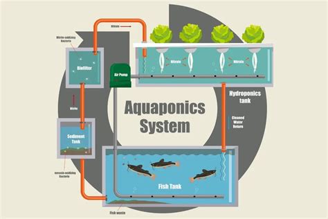 How to Design an Aquaponics System - Gardenia Organic