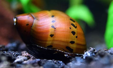 Lifespan of Tiger Nerite Snail | Foliar Garden