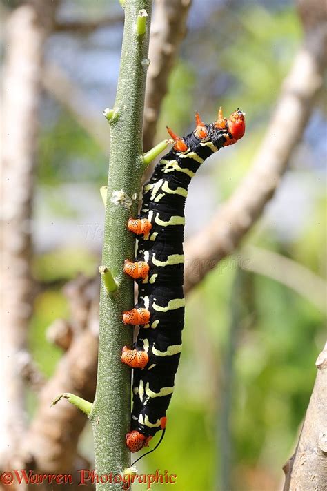 Giant Grey Sphinx moth caterpillar or Frangipani Worm photo WP39831