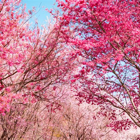 Advice from a cherry blossom tree | CareBox