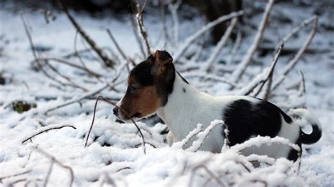 Wallpaper Cute puppy, winter, snow 5120x2880 UHD 5K Picture, Image