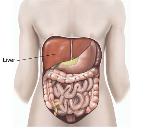 Liver biopsy | healthdirect