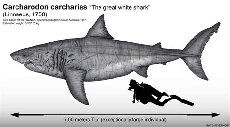 Maximum size of the great white shark by Paleonerd01 on DeviantArt