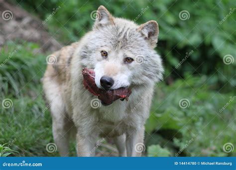 Wolf With Prey Stock Photo - Image: 14414780