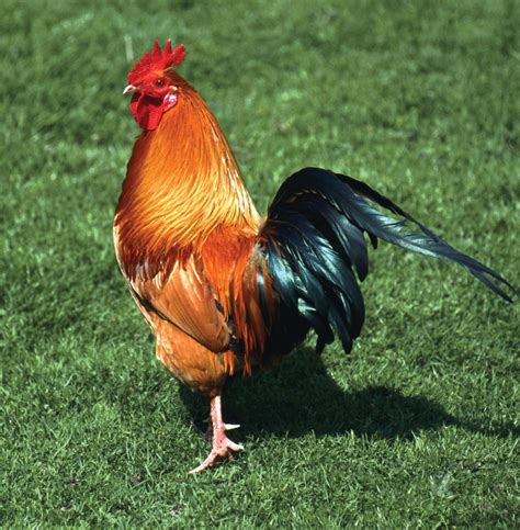 Chicken | Types, Characteristics & Uses | Britannica