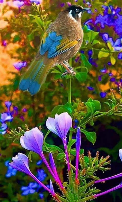 Beautiful Wallpapers Of Birds