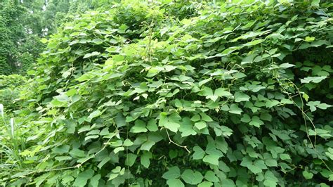 Musings of a Biologist and Dog Lover: Invasive Species: Kudzu