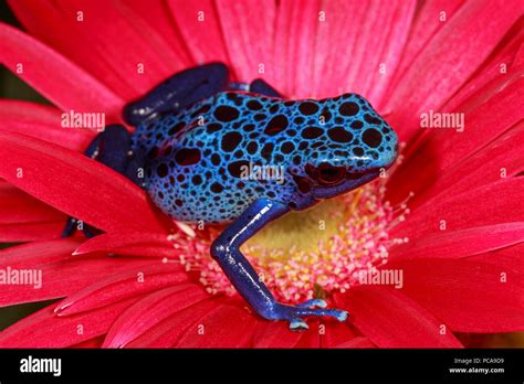 Blue azureus tinctorius dart frog (Dendrobates tinctorius) on a flower ...