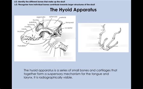 Hyoid Apparatus Diagram | Quizlet