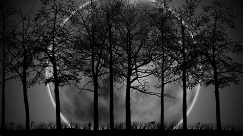 Dark Forest Backgrounds HD High Quality Free Download