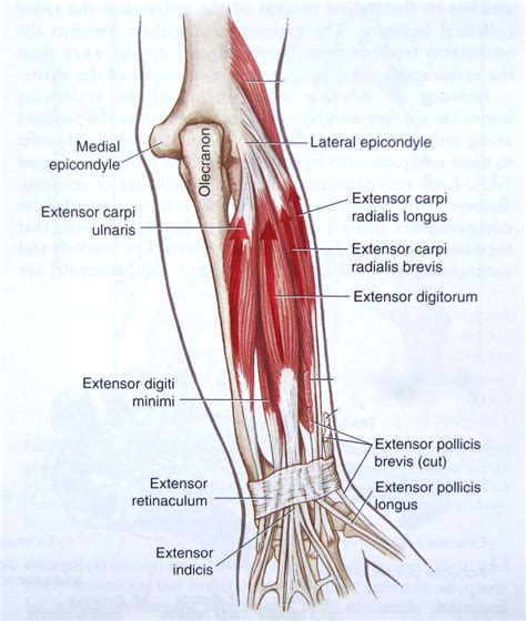 Notes on Anatomy and Physiology: One Big Tendon