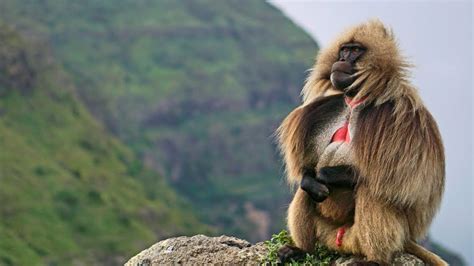 National Geographic Documentary – King of the Mountain Baboons – BBC ...