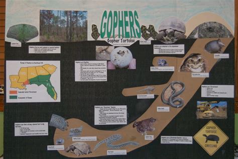 gopher tortoise burrow diagram - Uploadish