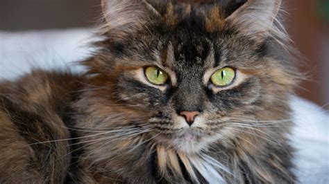 The Most Popular Cat Breeds in the U.S. | The Dog People by Rover.com