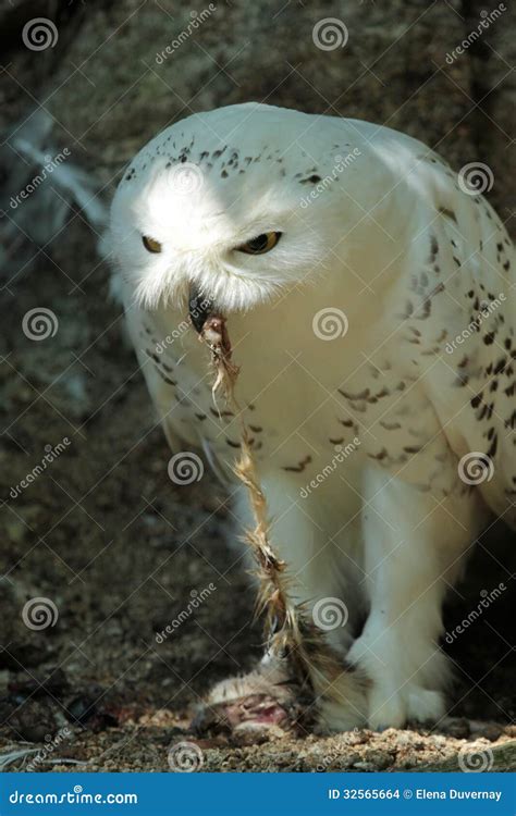 Snowy owl eating stock photo. Image of hunter, eating - 32565664