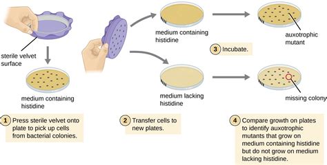 11.5 – Mutations – Microbiology 201