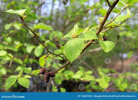 Black Alder Tree Branch in Spring Season Stock Image - Image of object ...