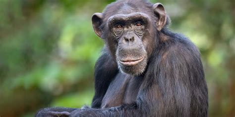 Scientists Study Tourists to Protect Great Apes | Lab Manager