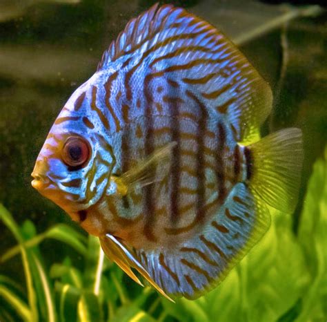 Blok888: Top 10 Most Beautiful Freshwater Fish in the world 1