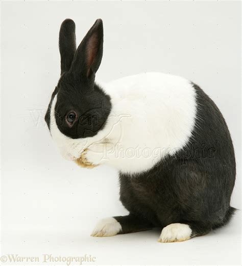 Black-and-white rabbit photo WP10440