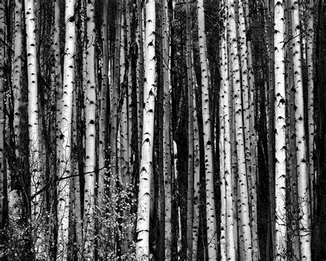 Aspens, Trees, Colorado, Black and White, Monochrome, Fall, Autumn ...