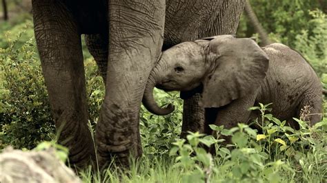 Baby Elephant Explores His World | Nature