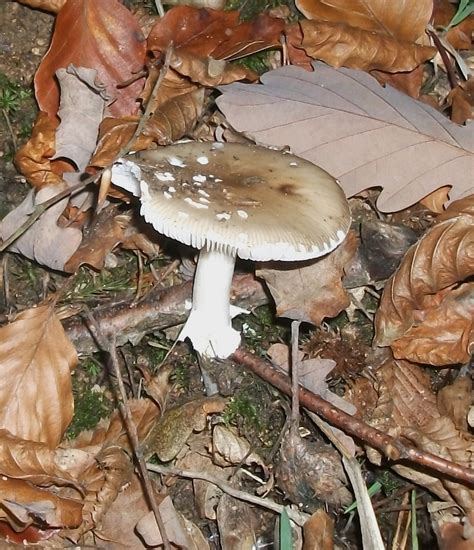 Amanita Pantherina ? id request ... - Mushroom Hunting and ...