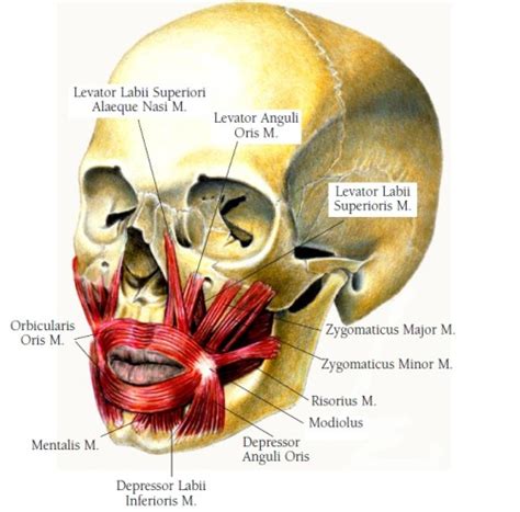 , medicineisfun: THE ZYGOMATICUS MAJOR MUSCLE The...