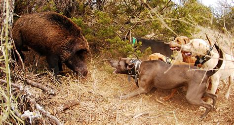 Hog Dogs: The Best Breeds for Hog Hunting ⋆ Outdoor Enthusiast ...