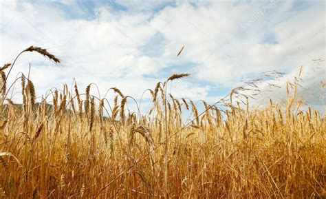 Golden wheat background — Stock Photo © WDGPhoto #5322372