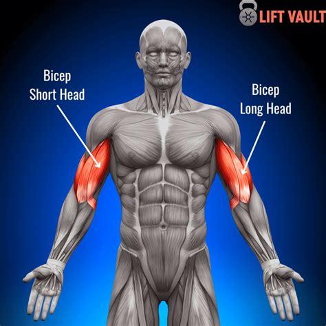 Hammer Curls vs. Bicep Curls: Which is Better? (2024) - Lift Vault