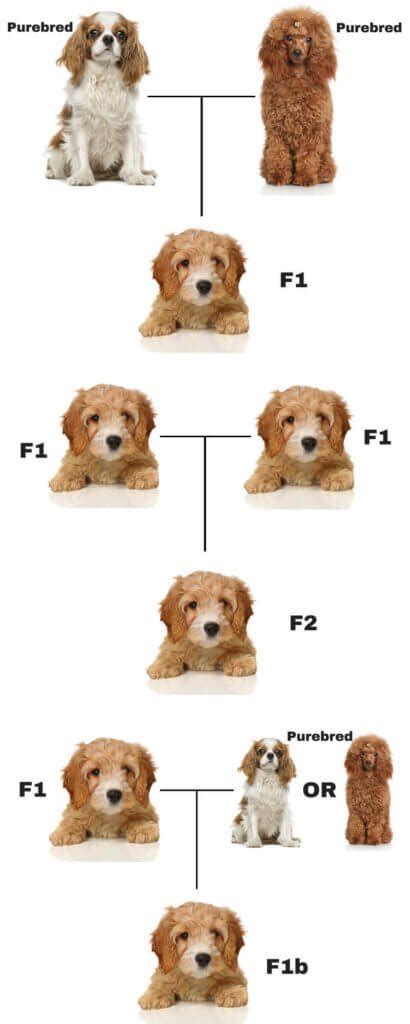 What Does F1 Cavapoo Mean? - CavapooLove