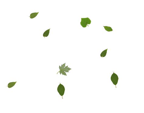 Leaves gif 4 » GIF Images Download