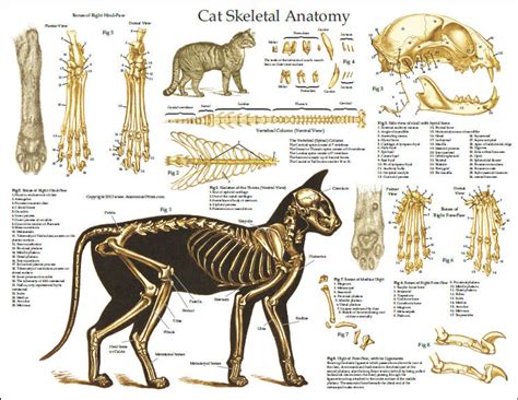 Cat Skeleton Anatomy Poster - Clinical Charts and Supplies