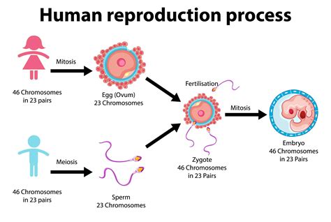 Process Of Reproduction In Humans Sciencing - Riset