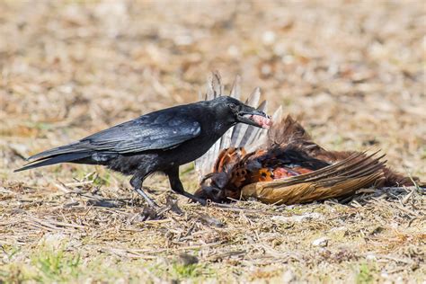 Crow feeding March 2017 (d) | Geoff Snowball | Flickr