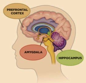 The Decision Maker of your Emotional Brain: Introducing the Amygdala ...