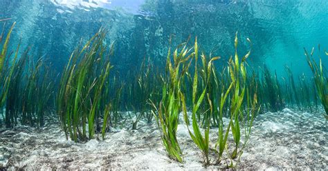 Could a Seaweed-Eating Microbe Help Solve the Ocean Plastic Crisis ...