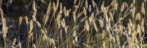 Foxtail Weed Control: How To Get Rid of Foxtails | DIY Foxtail Weed ...