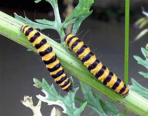 Caterpillar, Moth caterpillar, Black n yellow