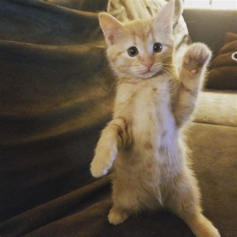 Cat Waving Hello