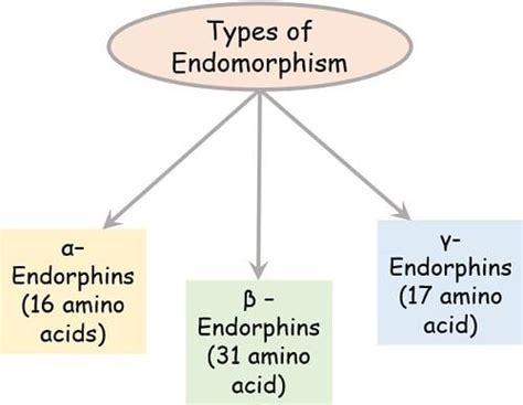 Difference Between Dopamine and Endorphins (with Comparison Chart ...