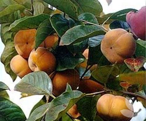 Diospyros kaki 'Fuyu' - Fuyu Japanese Persimmon - Trees - Speciality Trees