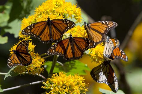 Restoring Monarch Butterfly’s Habitat - ECOLIFE Conservation