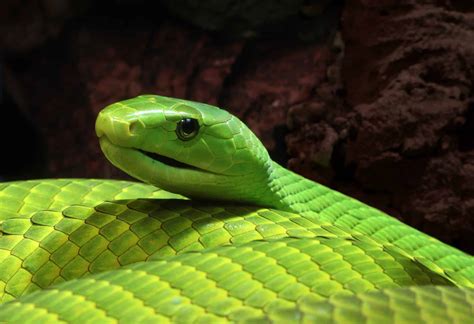 Black and Green Mamba Snake - Hluhluwe Game Reserve