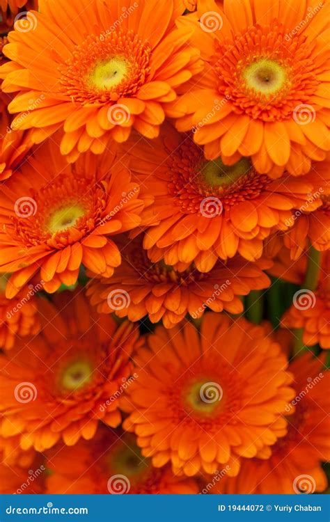 Flores Anaranjadas Del Gerbera Foto de archivo - Imagen de colores ...